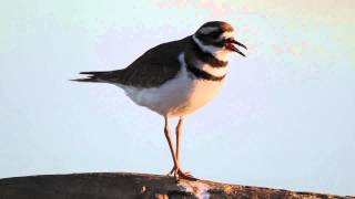 Killdeer Song [upl. by Ganley]