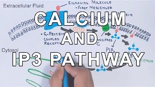 Calcium amp IP3 Pathway [upl. by Vandyke325]