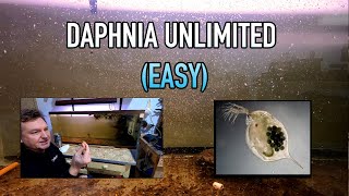 How I Raise Daphnia Water Fleas And You Can Too [upl. by Baum]