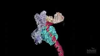 DNA Transcription Advanced Detail  HHMI BioInteractive Video [upl. by Anotyad]