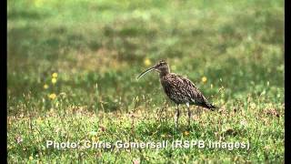 The cry of the Curlew [upl. by Leakcim]