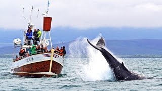 Whale Watching Húsavík Iceland – Walbeobachtung Island [upl. by Erasaec]