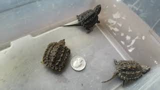 Alligator Snapping Turtle vs Common Snapping Turtle Hatchlings [upl. by Yorgerg759]