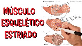 Sistema Muscular  Músculo Estriado Esquelético [upl. by Carlock722]