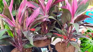 Care tips for the Cordyline Plant  Donna Joshi [upl. by Ecilayram306]