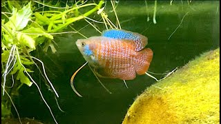 Dwarf Gourami Breeding Setup [upl. by Dur]