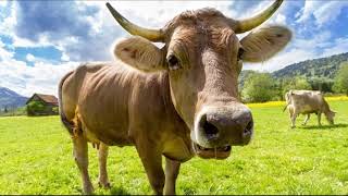 Cow Moo Sound Effect Cowmoo sound effect youtube [upl. by Kirt]