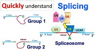 Splicing [upl. by Inavihs]