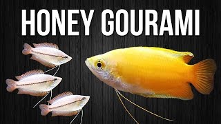 How to Breed Honey Gouramis [upl. by Rimidalv247]