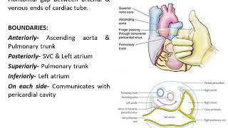 Pericardium Anatomy [upl. by Nnawaj]