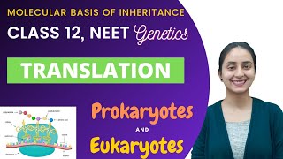 Translation  Class 12  Molecular Basis of Inheritance [upl. by Izaak666]