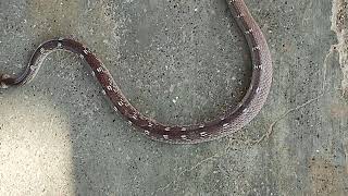 The common wolf snake Lycodon aulicus is a small brown nocturnal🐍🐍🐍 [upl. by Enihpad504]