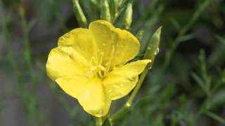 Plant portrait  Evening primrose Oenothera biennis [upl. by Drolyag]