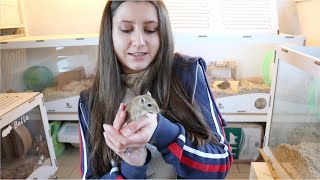 Basic Gerbil Care 🐁  5 Tips for beginners [upl. by Eudocia]