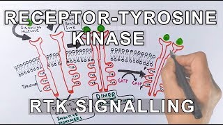 Receptor Tyrosine Kinase  RTK Signalling [upl. by Eissahc898]