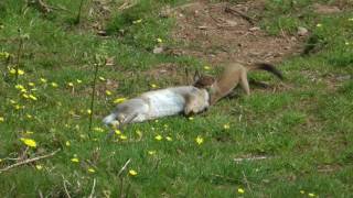 STOAT HUNTING A RABBIT by Alan Kingwell [upl. by Kirt]