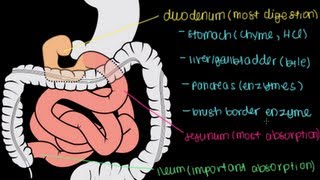 Small Intestine Structure Digestion Absorption [upl. by Riamu]