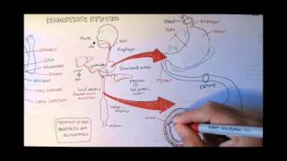 Digestive System Anatomy [upl. by Jourdan676]