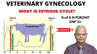 Uncovering the Mystery of Animal Reproduction Whats the Estrous Cycle [upl. by Mailand]