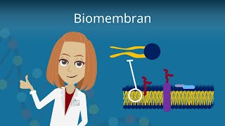 Biomembran  Aufbau und Funktion [upl. by Earley]