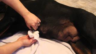 Rottweiler Dog Mastitis  Mastitis in dogs [upl. by Zetniuq]