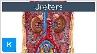 Ureters  Function Definition and Anatomy  Human Anatomy  Kenhub [upl. by Esineg]