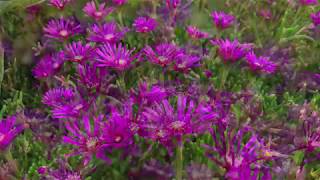 Plant Profile Ice Plant  Delosperma cooperi [upl. by Iams]