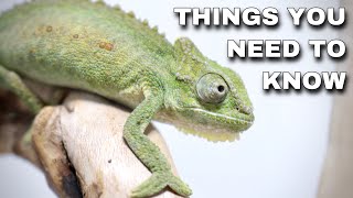 Watch This BEFORE Getting A Pet Chameleon [upl. by Ibbison134]