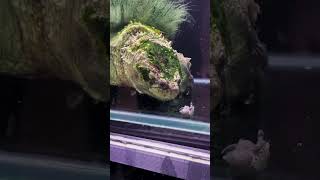 Alligator Snapping Turtle are Cannibal [upl. by Philbert]