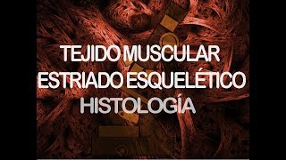 Músculo estriado esquelético  Histología [upl. by Nac]