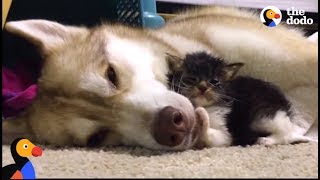 Husky Dog Adopts Stray Cat Saving Her Life  The Dodo Comeback Kids S01E02 [upl. by Niac999]