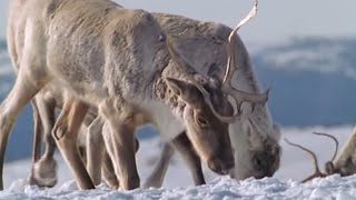 Caribou Search for Food During a Cold Winter  The Greatest Wildlife Show on Earth  BBC Earth [upl. by Culley]