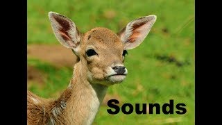 Deer Sound Effects All Sounds [upl. by Cordy]