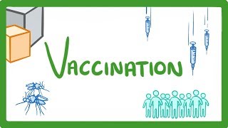 GCSE Biology  What Are Vaccines Are They Safe How Do They Work Vaccines Explained 39 [upl. by Gian462]