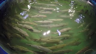 Parasitic Sea Lice Disrupting Salmon Farms [upl. by Rachelle754]