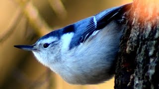 Nuthatch bird call  song  sounds [upl. by Rog]