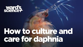 Caring and Culturing for Daphnia [upl. by Marashio231]