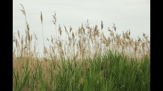 SEMCOG Spotlight on Invasive Species Phragmites [upl. by Katinka64]