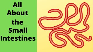 All about the small intestine [upl. by Aihtenak283]