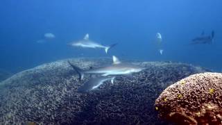 Dive the Ningaloo Reef Coral Bay [upl. by Ycrep]