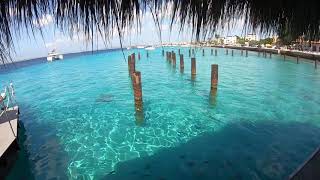 Bonaire Is Incredible The Dutch Caribbean Islands [upl. by Rifkin]