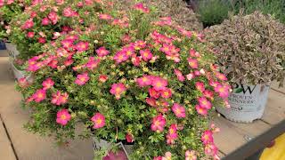 Potentilla Happy Face® Hearts Bush Cinquefoil  Hardy NATIVE Easy to Grow dwarf shrub [upl. by Yelyac]