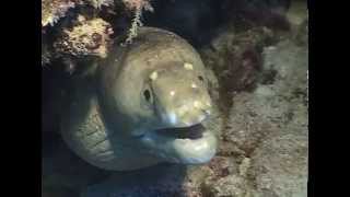 Gymnothorax albimarginatus  Whitemargin moray [upl. by Faulkner3]