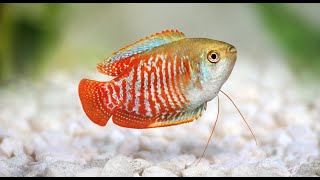 Dwarf Gourami Aquarium Fish Profile [upl. by Bernhard906]