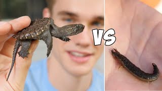 Baby Snapping Turtle vs Creepy Creature [upl. by Don]