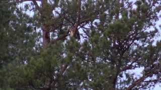 Great Horned Owl Screeching [upl. by Anaul]