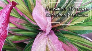 Growing Cordyline fruticosa  Hawaiian Ti Plants [upl. by Tiphanie]