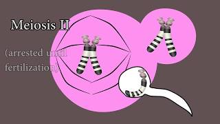 Meiosis and meiotic nondisjunction in trisomy 21 [upl. by Aicelaf]