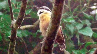 Nuthatch Bird Singing A Beautiful Song at Tehidy Woods [upl. by Caputo]