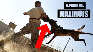 TOP Momentos del MALINOIS donde muestra su extremo Poder [upl. by Reerg]